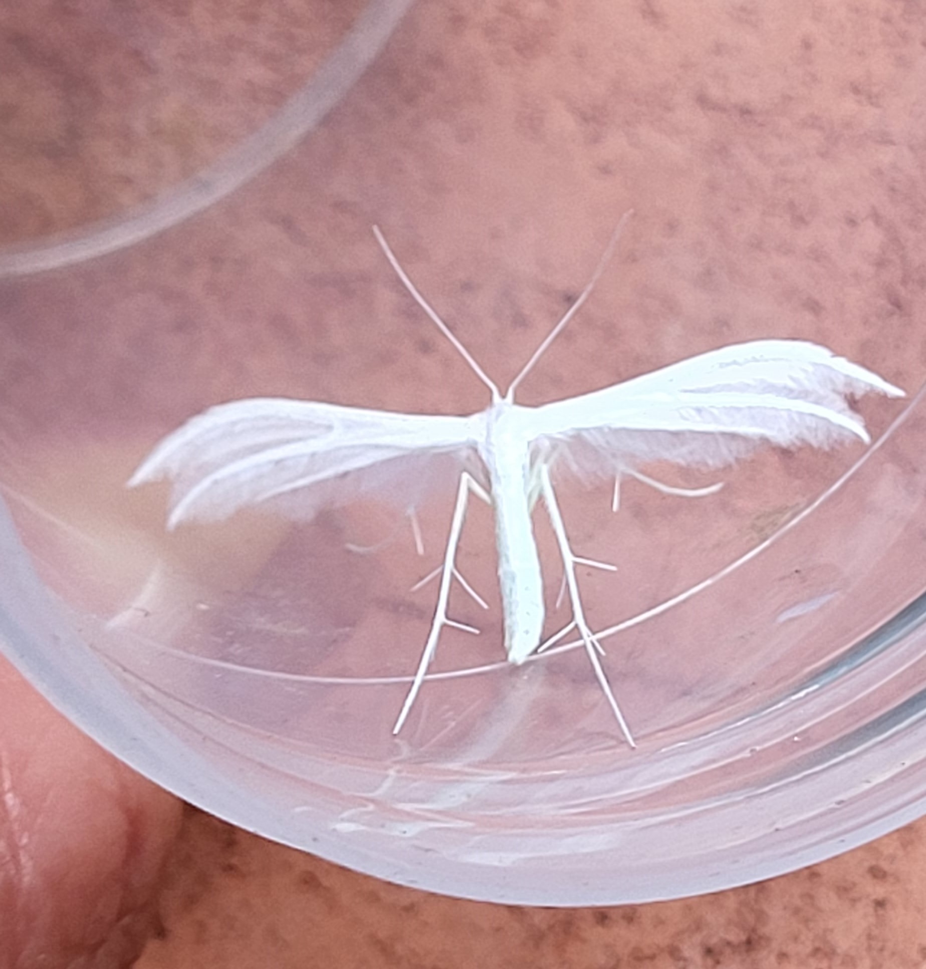 Photo of White Plume (Pterophorus pentadactyla)